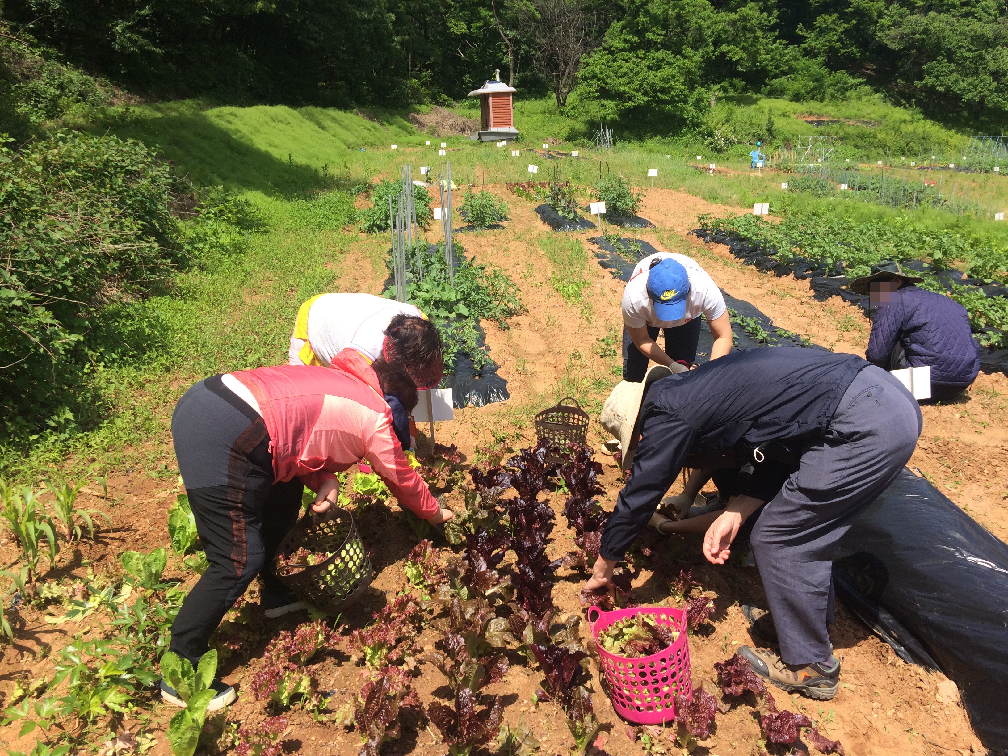 직업재활교육- 공동체 텃밭